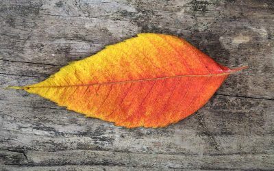 Thanksgiving Week Reflections From A North Georgia Business Owner